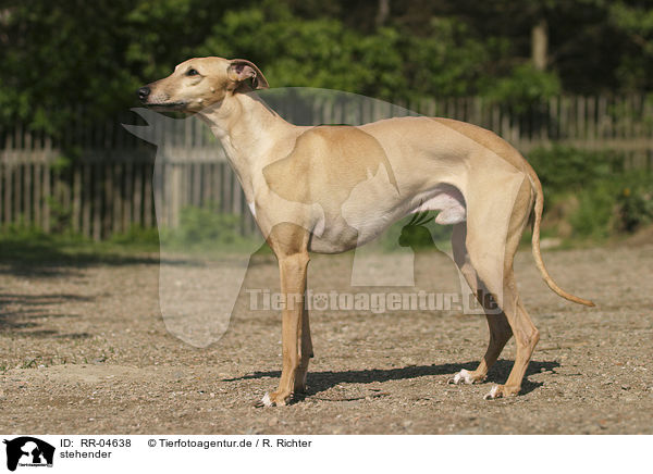 stehender / standing Whippet / RR-04638