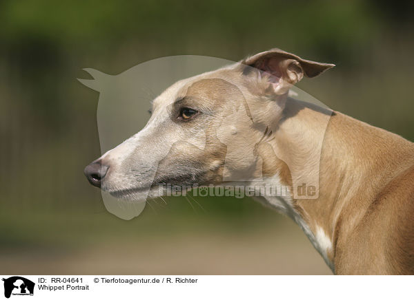 Whippet Portrait / RR-04641