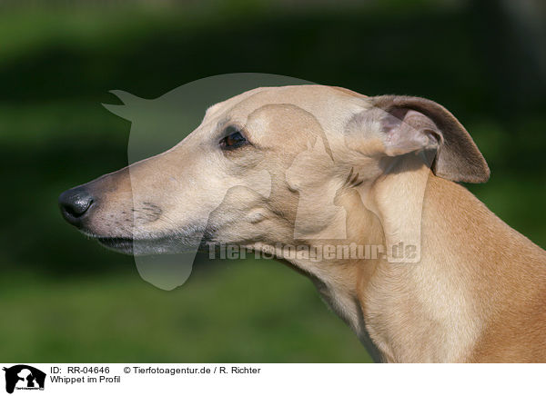 Whippet im Profil / RR-04646