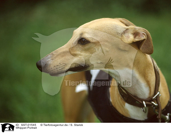 Whippet Portrait / Whippet Portrait / SST-01545