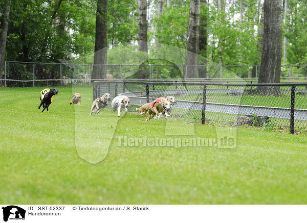 Hunderennen / dog racing / SST-02337