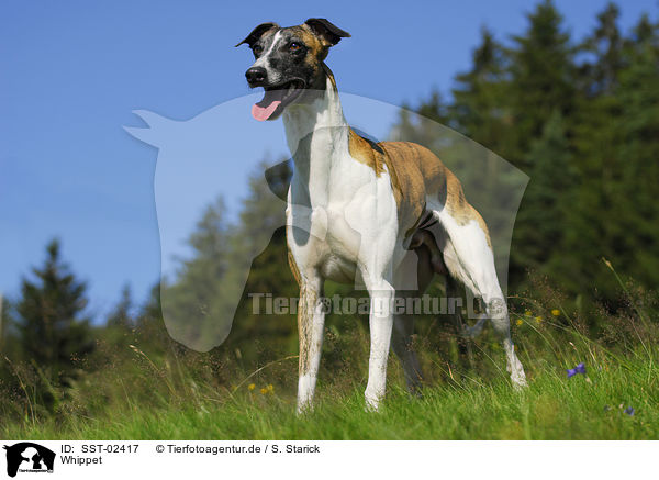 Whippet / Whippet / SST-02417