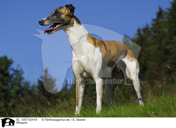 Whippet / Whippet / SST-02418