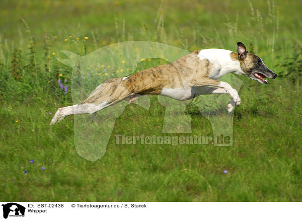 Whippet / Whippet / SST-02438