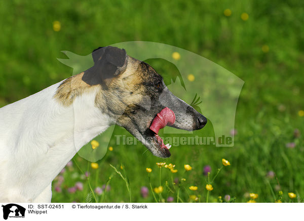 Whippet / Whippet / SST-02451