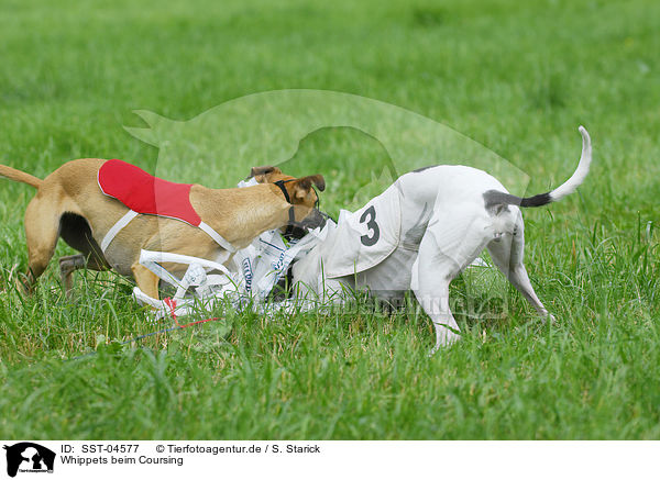 Whippets beim Coursing / SST-04577