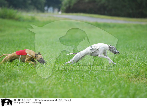Whippets beim Coursing / SST-04578