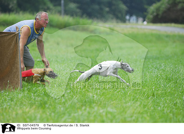 Whippets beim Coursing / SST-04579