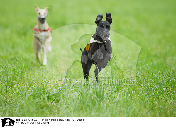 Whippets beim Coursing / SST-04582