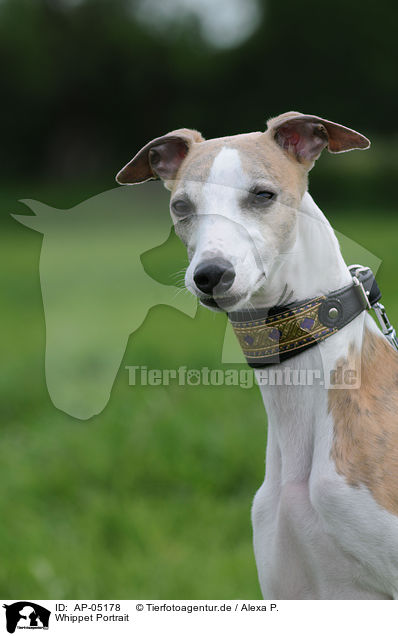 Whippet Portrait / AP-05178