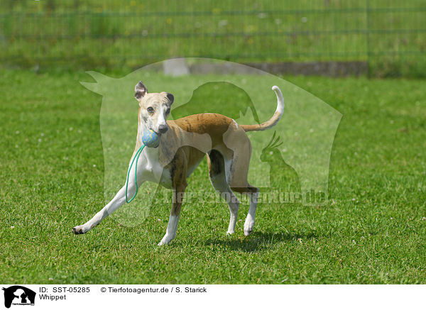 Whippet / Whippet / SST-05285