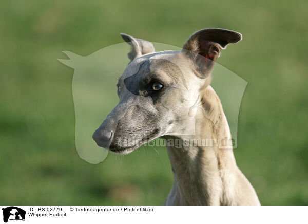 Whippet Portrait / BS-02779