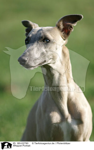 Whippet Portrait / Whippet Portrait / BS-02780