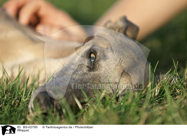 Whippet / BS-02795