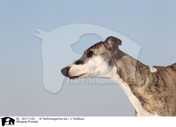 Whippet Portrait / Whippet Portrait / JH-11122