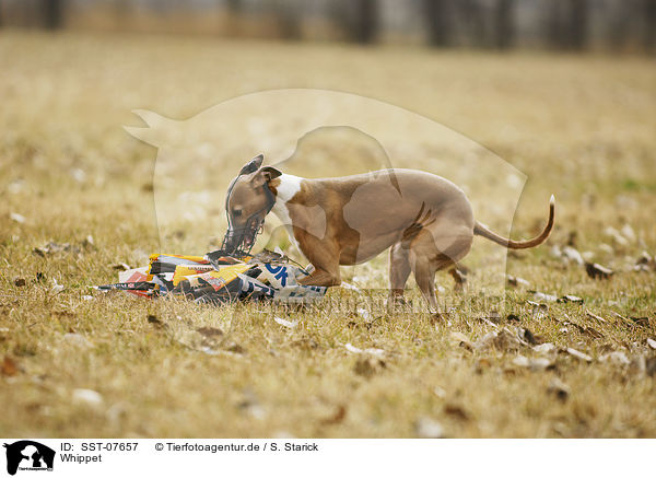 Whippet / sighthound / SST-07657