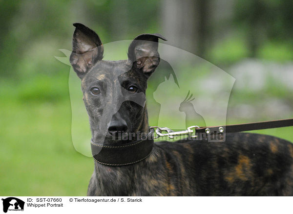 Whippet Portrait / sighthound portrait / SST-07660