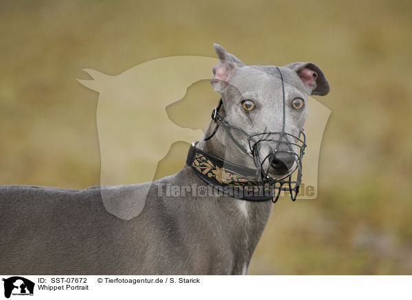 Whippet Portrait / sighthound portrait / SST-07672
