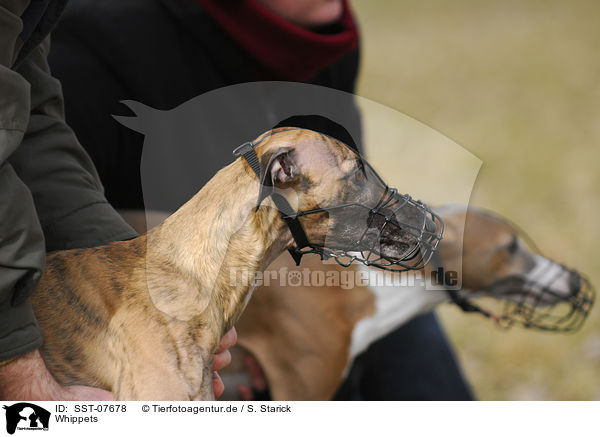 Whippets / sighthounds / SST-07678