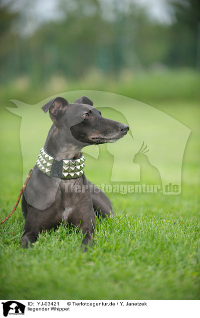 liegender Whippet / lying Whippet / YJ-03421