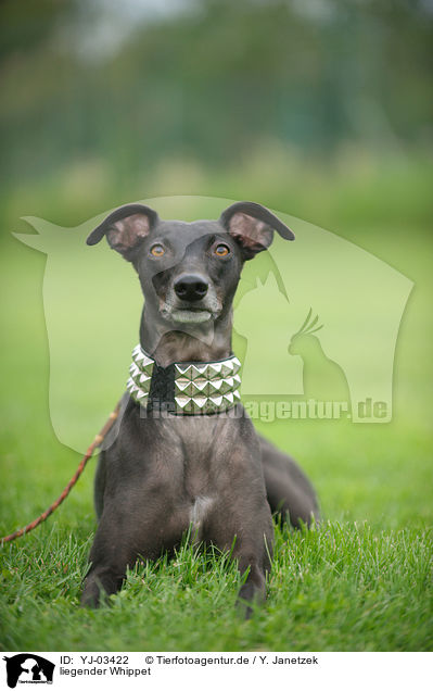 liegender Whippet / lying Whippet / YJ-03422