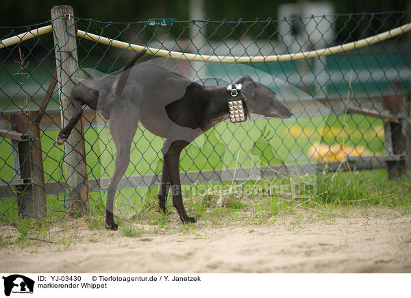 markierender Whippet / urinating Whippet / YJ-03430