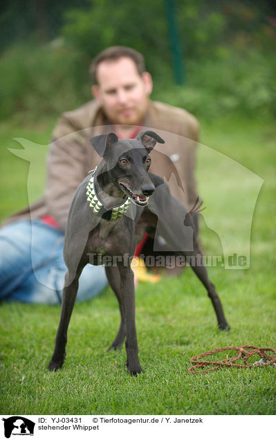 stehender Whippet / YJ-03431