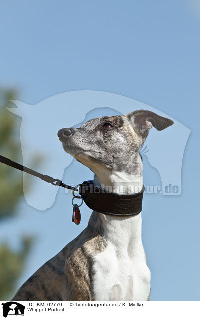 Whippet Portrait / Whippet Portrait / KMI-02770