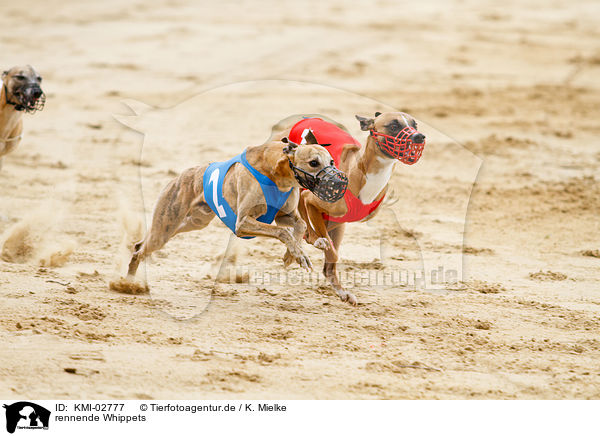 rennende Whippets / running Whippets / KMI-02777