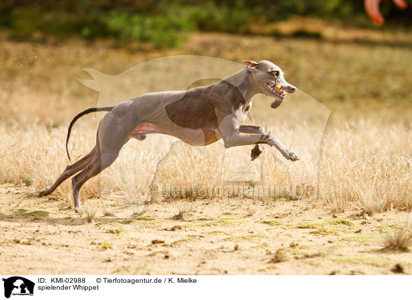 spielender Whippet / playing sighthound / KMI-02988