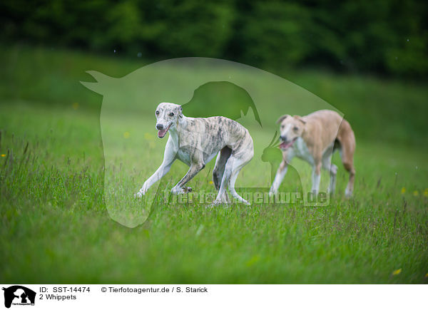 2 Whippets / SST-14474