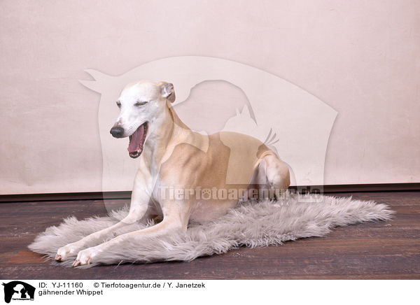 ghnender Whippet / yawning Whippet / YJ-11160