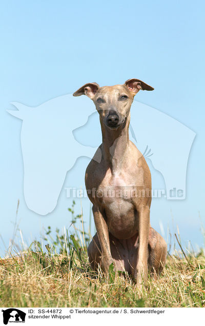 sitzender Whippet / sitting Whippet / SS-44872