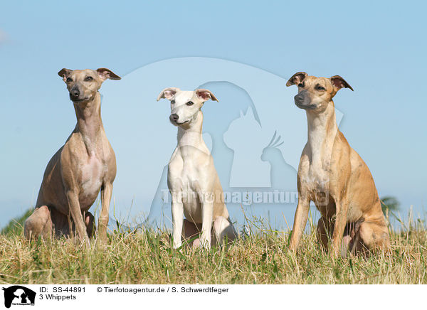 3 Whippets / 3 Whippets / SS-44891