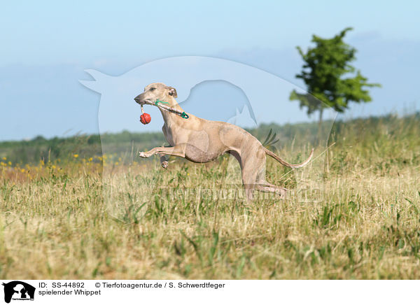 spielender Whippet / playing Whippet / SS-44892