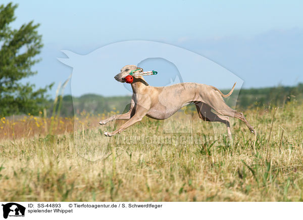 spielender Whippet / playing Whippet / SS-44893
