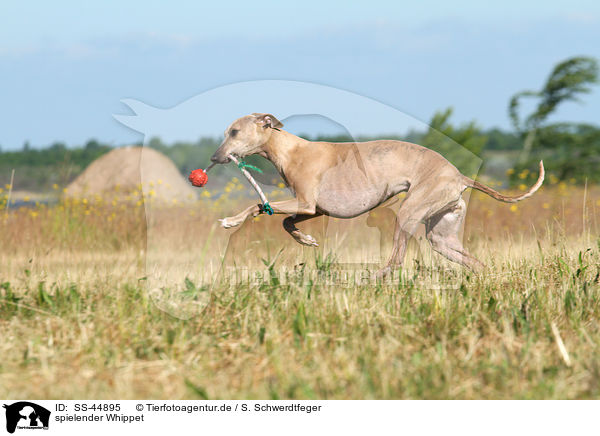 spielender Whippet / playing Whippet / SS-44895