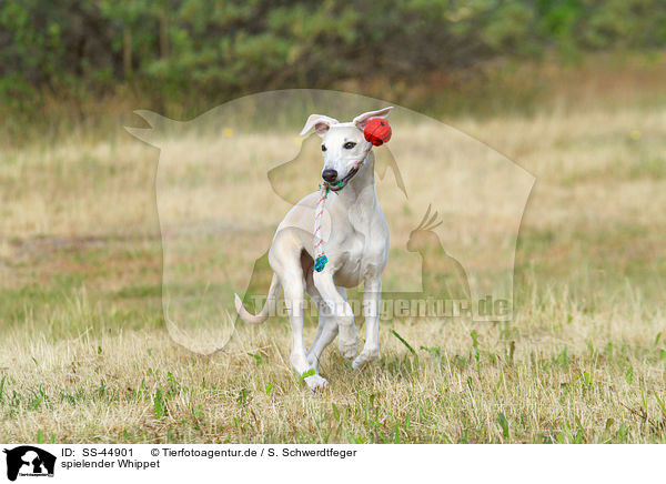 spielender Whippet / playing Whippet / SS-44901
