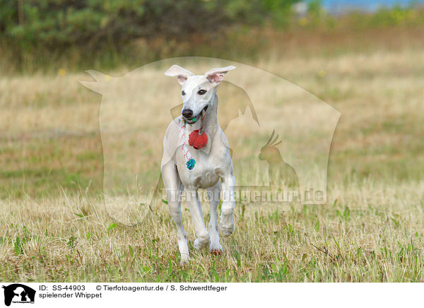 spielender Whippet / playing Whippet / SS-44903