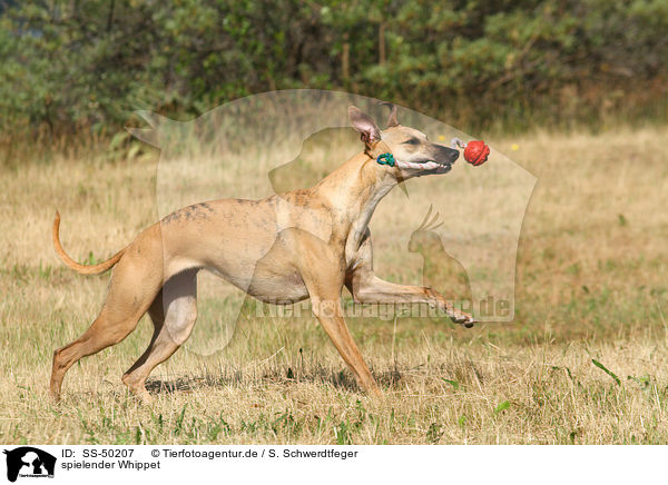 spielender Whippet / playing Whippet / SS-50207