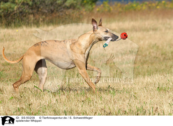 spielender Whippet / playing Whippet / SS-50208