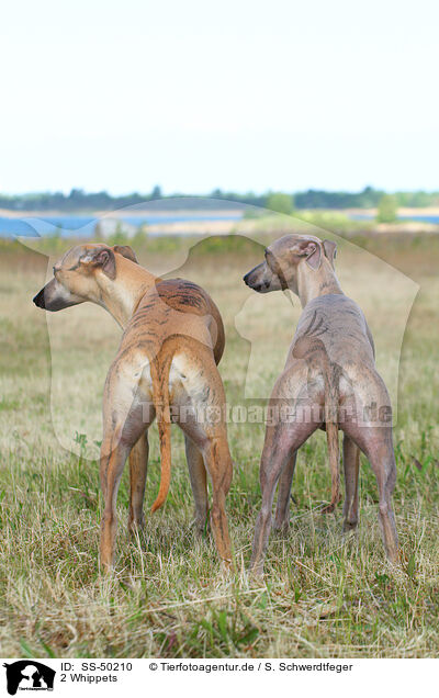 2 Whippets / 2 Whippets / SS-50210