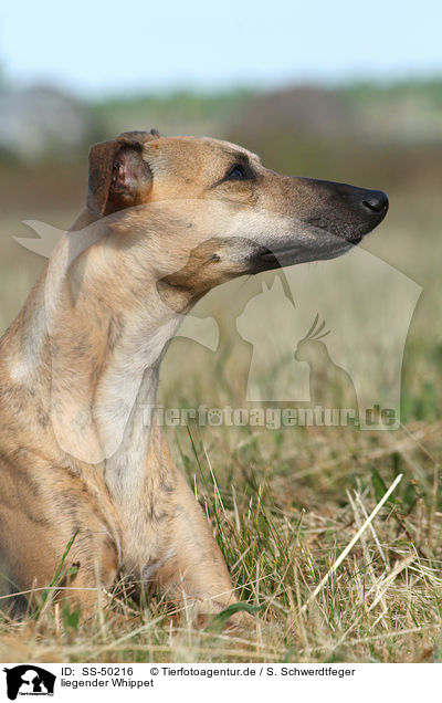 liegender Whippet / lying Whippet / SS-50216