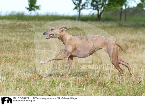 rennender Whippet / running Whippet / SS-50224