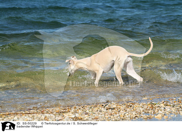 badender Whippet / SS-50229