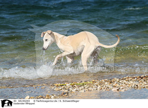 badender Whippet / bathing Whippet / SS-50244
