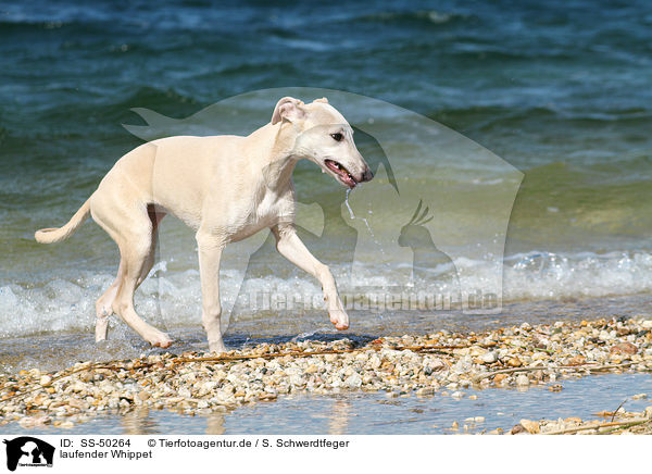 laufender Whippet / walking Whippet / SS-50264