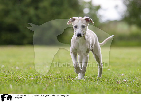 Whippet / MW-09976