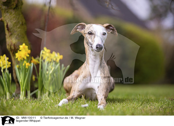 liegender Whippet / lying Whippet / MW-10011