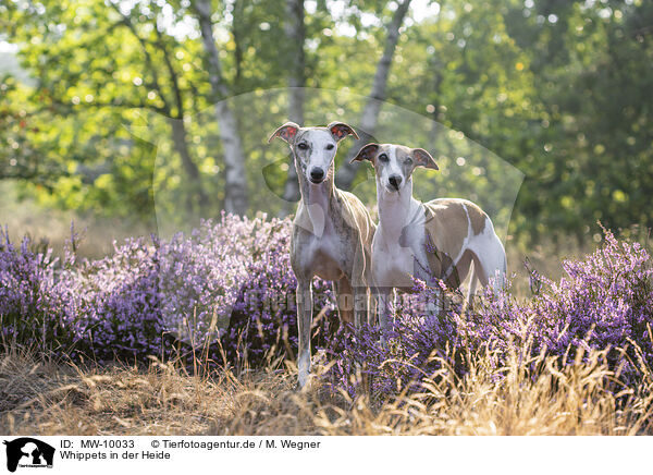 Whippets in der Heide / MW-10033